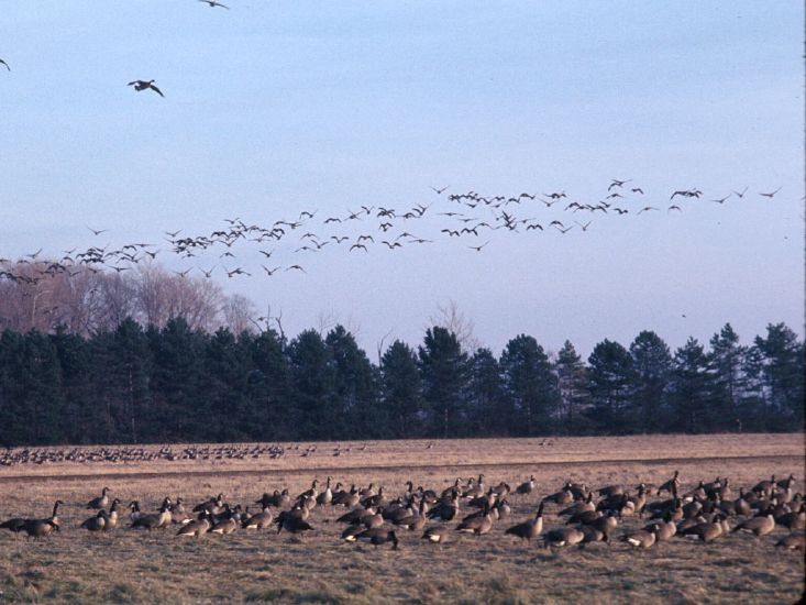 Birds flying